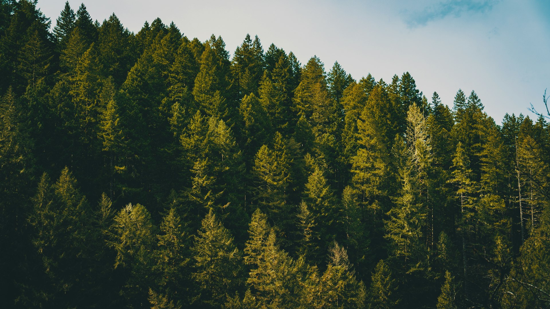 green trees under blue sky during daytime